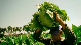 Decisões do STF preocupam o produtor sobre futuro do tabaco