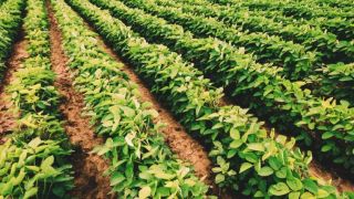 Seguro agrícola aumenta no Brasil e preço deve cair em 2020 com desenvolvimento do mercado