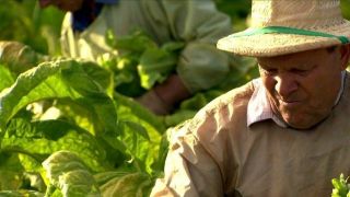 A doença da folha verde do tabaco e a proteção do tralhador