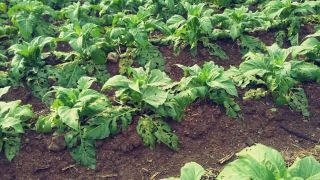 Granizo danifica lavouras de tabaco no interior de SC