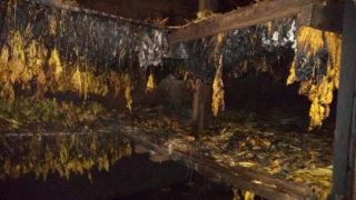 Incêndio atinge estufa de fumo 
