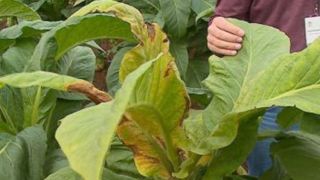 Vírus atinge plantações de fumo do Sul de SC e preocupa agricultores