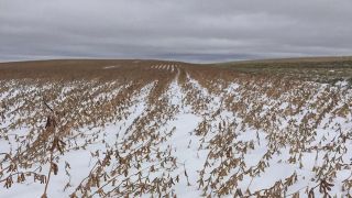 Você viu? Nos Estados Unidos, soja pronta para colher fica enterrada na neve
