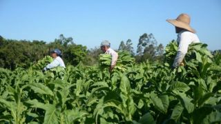 No Dia Mundial do Tabaco, produtores pedem reconhecimento