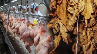 Carnes e fumo puxam exportações gaúchas do agronegócio no 3º trimestre do ano