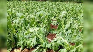 Granizo atinge plantações de soja, fumo e milho no Oeste catarinense