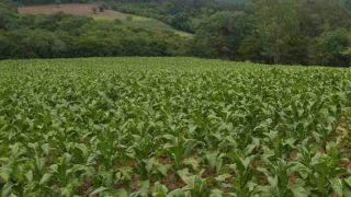 Afubra estima redução de 2,6% na produção de tabaco