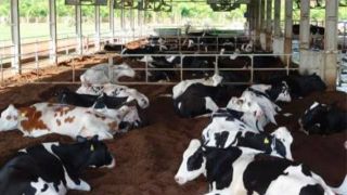 Mais de 14 mil produtores deixaram atividade leiteira nos últimos dois anos