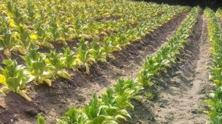 Chuvisca cogita decretar estado de emergência por queda na produção agrícola