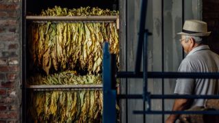 Mau tempo faz 16 mil produtores registrarem perdas nas lavouras de tabaco no RS