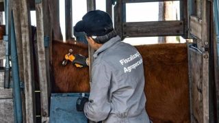 RS tem prazo para decidir se mantém ou retira vacina contra febre aftosa 