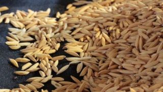 Plantio do arroz é finalizado no RS e clima favorece desenvolvimento