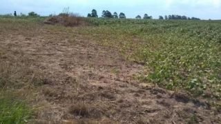 Secretaria da Agricultura cria grupo de trabalho para acompanhar efeitos da estiagem no RS