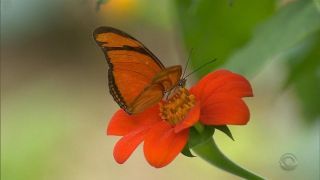 Pesquisadores da UFRGS encontram mais de 800 espécies de borboletas no RS