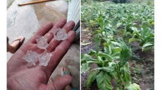 Uma tempestade com granizo e ventos causou prejuízos em Chuvisca, na tarde desta sexta-feira (10).