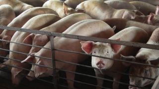 Carne suína gaúcha espera ganhar mercado