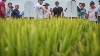 Caravanas levarão produtores à Abertura Oficial da Colheita do Arroz