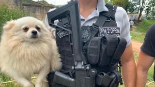 Levados por ladrões, 47 cães da raça lulu-da-pomerânia são procurados pela polícia