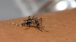 Secretaria Estadual da Saúde confirma primeiros casos de dengue no RS em 2020