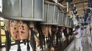 Leite: municípios brasileiros atingem padrão europeu de produção