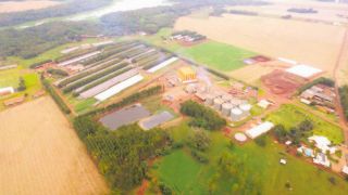 Suinocultor com oito mil matrizes alavanca VBP de pequeno município do Paraná