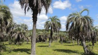 Pesquisas potencializam cultivo e qualificam exploração econômica do butiá