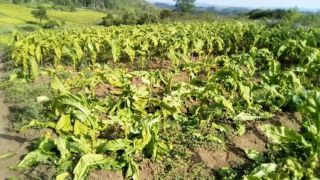 Vândalos atacam lavoura de fumo no interior de São Jerônimo
