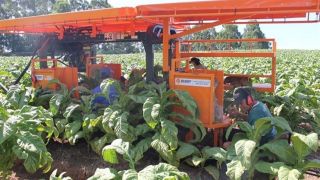 Agricultores apostam em máquina para colheita de tabaco