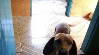 Cachorro desaparecido no interior de Chuvisca
