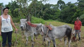 A importância dos bois na lida da roça dos agricultores em Santa Maria do Herval