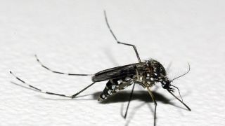 Infestação do mosquito Aedes aegypti aumenta em Porto Alegre