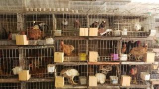 Ação resgata 350 aves vítimas de maus-tratos em São Leopoldo
