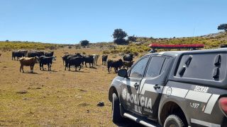 Polícia Civil deflagra Operação Três Fazendas contra o abigeato