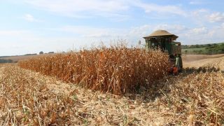 Produção de milho no RS cai 1,2 toneladas em relação à estimativa da Emater