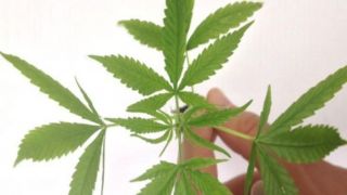 Alerj aprova pesquisa e cultivo da maconha medicinal no Rio