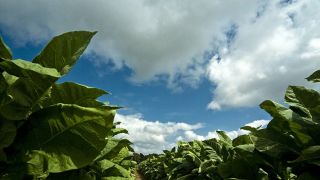 Tabaco é uma das culturas com menor uso de agrotóxicos no país