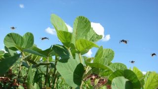 Soja: produtor diminui custo com agrotóxicos em 40% usando biológicos