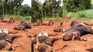 Silagem contaminada mata rebanho