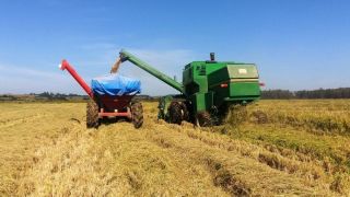 Tempo seco ajuda na colheita do arroz no Rio Grande do Sul