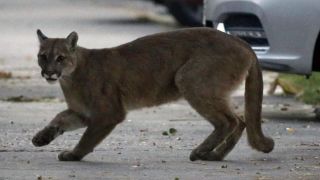 Com humanos confinados, natureza se expande