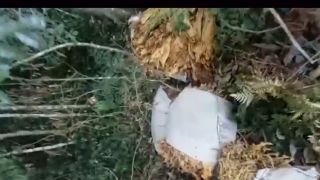 VÍDEO: Estufas e galpão são arrombados na Picada Grande interior de Dom Feliciano