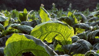 BOA NOTÍCIA: Gigante do tabaco desenvolve vacina contra o coronavírus