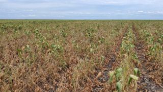 Soja: seca no Rio Grande do Sul diminui projeção de safra no Brasil