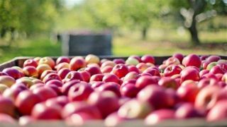 Exportação de frutas brasileiras para o Canadá é impactada pela pandemia