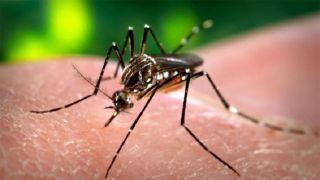 Em meio à pandemia do novo coronavírus, casos de dengue ultrapassam a 500 mil