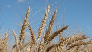 Preços do trigo têm maior alta entre grãos