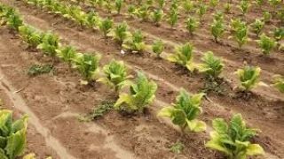 Estiagem afeta as mudas de tabaco