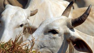 Com redução nas vendas de celulose e fumo, exportações do agronegócio gaúcho começam 2020 em queda