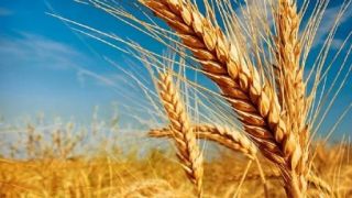 Preço do trigo tem alta de 21,7%