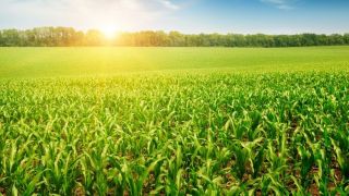 Seca no Sul deve ameaçar potencial produtivo do milho